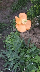 Papaver atlanticum