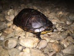 Kinosternon leucostomum