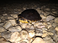 Kinosternon leucostomum