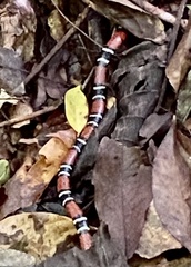 Micrurus decoratus