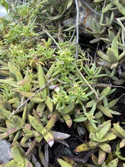 Delosperma lineare