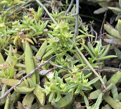 Delosperma lineare