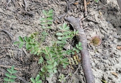Acaena ovalifolia