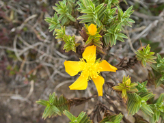 Hypericum irazuense