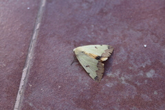 Ophiusa tirhaca