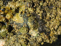 Siphonaria pectinata