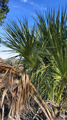 Sabal palmetto