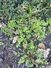 Chaerophyllum tainturieri
