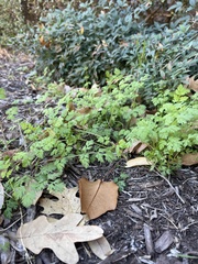 Chaerophyllum tainturieri