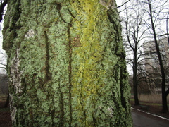 Candelariella xanthostigma