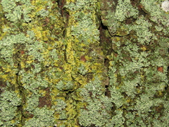 Candelariella xanthostigma