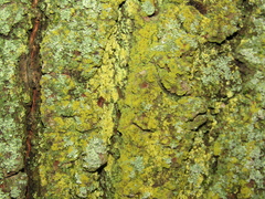 Candelariella xanthostigma