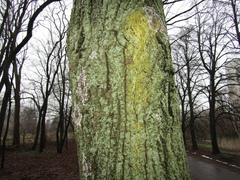 Candelariella xanthostigma