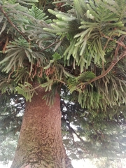 Araucaria