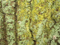 Candelariella xanthostigma