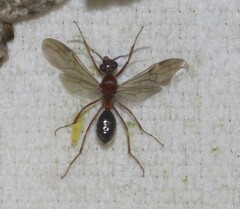 Dolichoderus