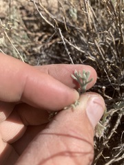 Artemisia papposa