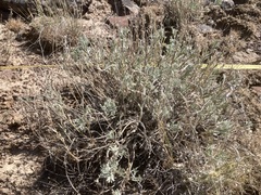 Artemisia papposa