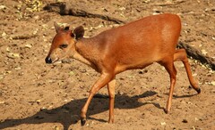 Cephalophorus natalensis