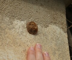 Sphodromantis viridis