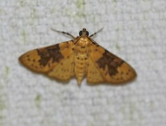 Conogethes semifascialis