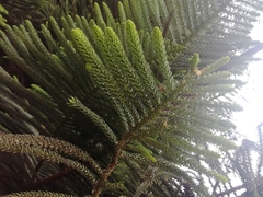 Araucaria