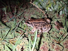 Leptodactylus mystacinus