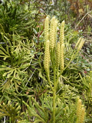 Diphasiastrum thyoides