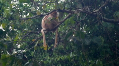 Trachypithecus cristatus