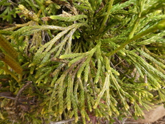 Diphasiastrum thyoides