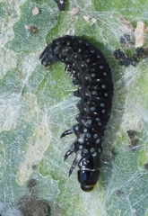 Aphelia peramplana