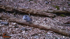Sciurus aberti barberi