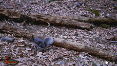 Sciurus aberti barberi