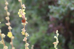 Carpocoris mediterraneus