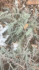 Achillea filipendulina