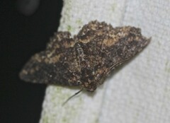 Paradromulia ambigua