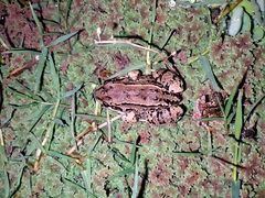 Leptodactylus mystacinus
