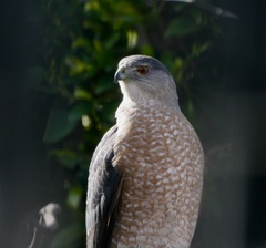 Accipiter cooperii