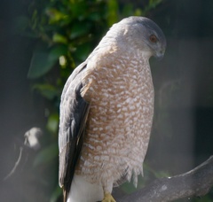 Accipiter cooperii