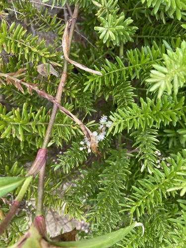 Asparagus densiflorus