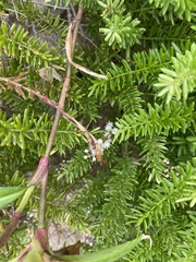 Asparagus densiflorus