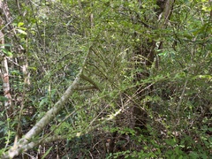 Neea buxifolia