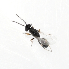 Eurytomidae