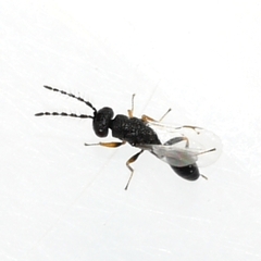 Eurytomidae