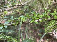 Neea buxifolia
