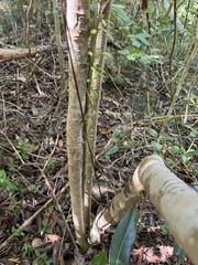 Neea buxifolia