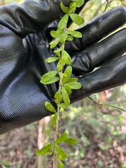 Neea buxifolia