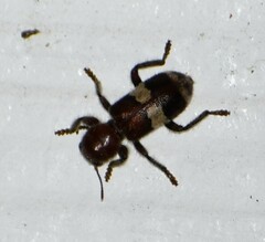 Enoclerus quadrisignatus