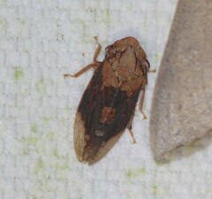 Stenocotis depressa