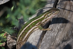 Liolaemus chiliensis